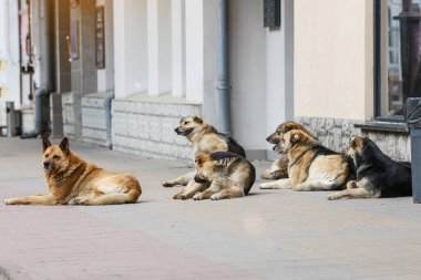Bir sokak köpeği çetesi. Yarım düzine sokak köpeği. Eski şehrin sokaklarında başıboş bir köpek. Evsiz hayvan sorunu.