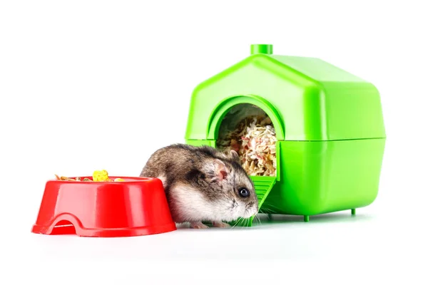 Hámster Gris Enano Aislado Sobre Fondo Blanco Pequeña House Cute — Foto de Stock