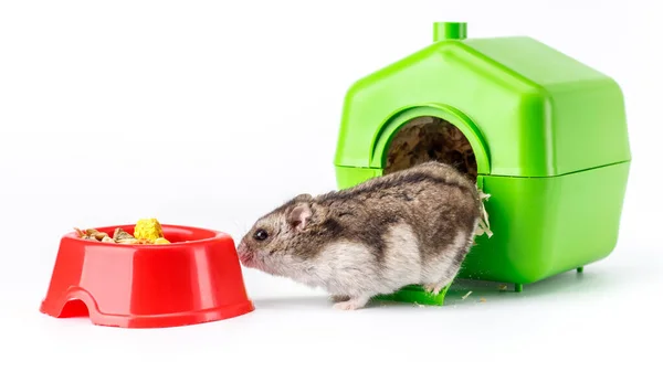 Dwarf Gray Hamster Isolated White Background Little House Cute Baby — Stock Photo, Image