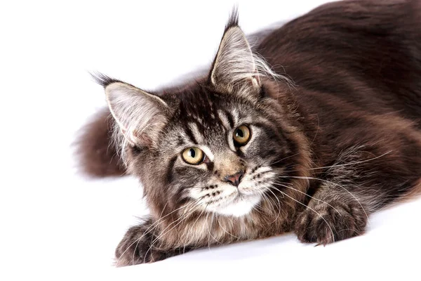 Molto Bello Giovane Maine Coon Cat Gatto Più Grande Grosso — Foto Stock