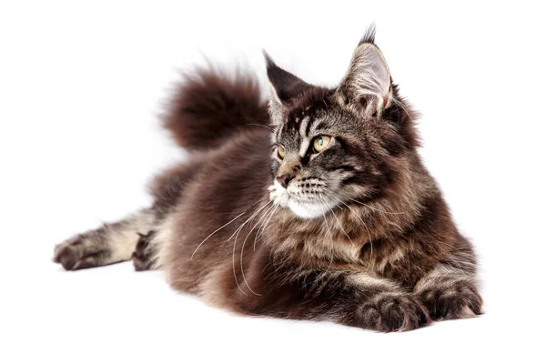 Molto Bello Giovane Maine Coon Cat Gatto Più Grande Grosso — Foto Stock