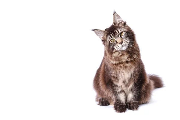 Molto Bello Giovane Maine Coon Cat Gatto Più Grande Grosso — Foto Stock