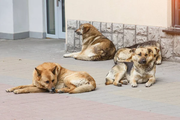 A gang of stray dogs.Half-a-dozen stray street dogs roaming in a residential area.Homeless dog on the street of the old city.Homeless animal problem