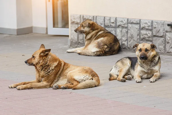 Een Bende Zwerfhonden Een Half Dozijn Zwerfhonden Zwerft Rond Een — Stockfoto