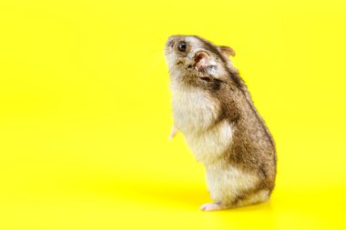 Cüce gri hamster sarı arka planda izole edilmiş. Sevimli bebek hamster, önüne bakıyor. Hamster yemek yiyor.