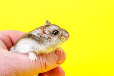 Cüce gri hamster sarı arka planda izole edilmiş. Sevimli bebek hamster, önüne bakıyor. Hamster yemek yiyor.