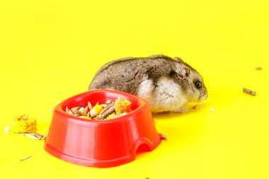 Cüce gri hamster sarı arka planda izole edilmiş. Sevimli bebek hamster, önüne bakıyor. Hamster yemek yiyor.