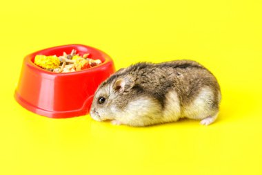 Cüce gri hamster sarı arka planda izole edilmiş. Sevimli bebek hamster, önüne bakıyor. Hamster yemek yiyor.