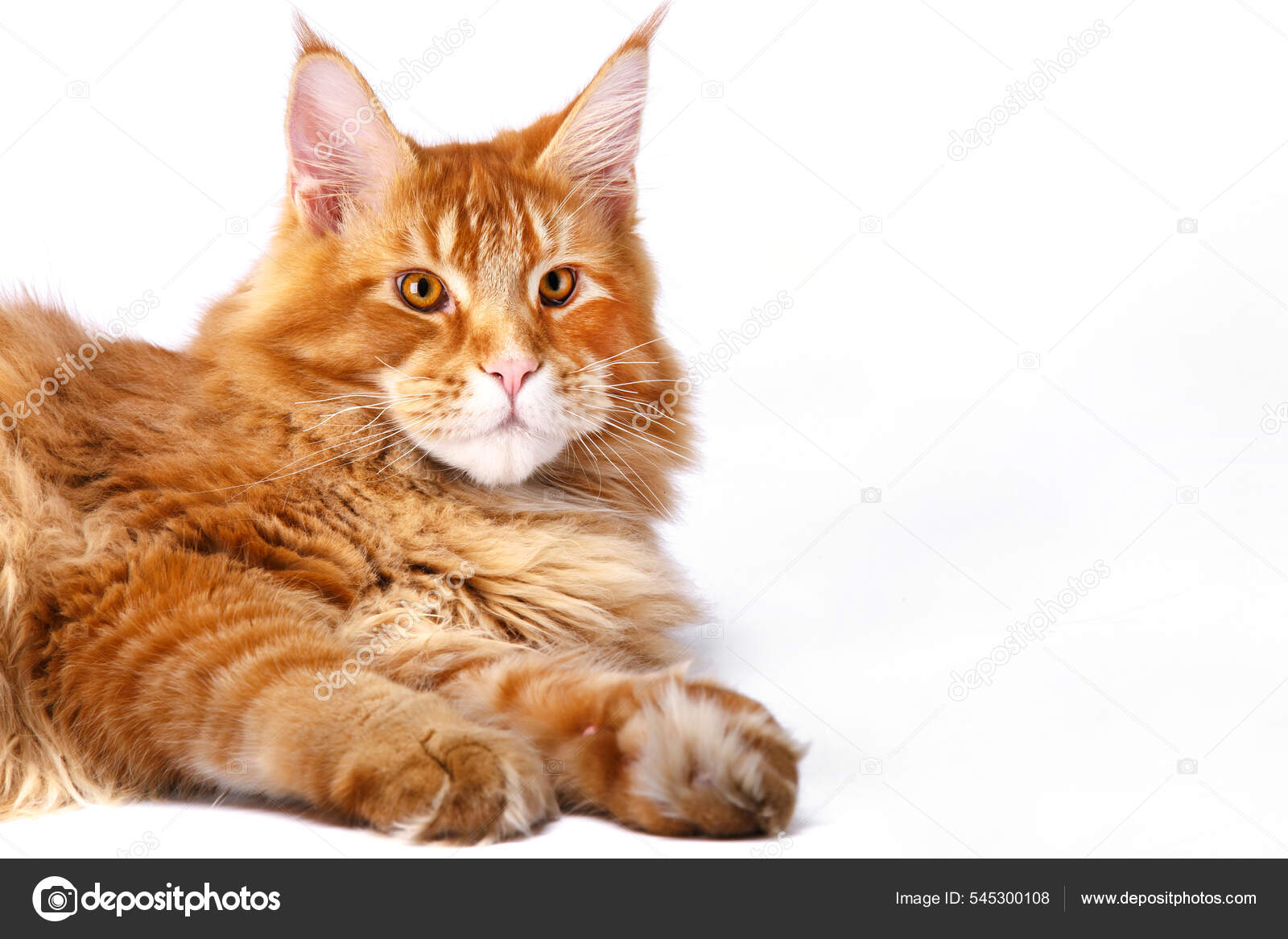 Very very big best sale cat
