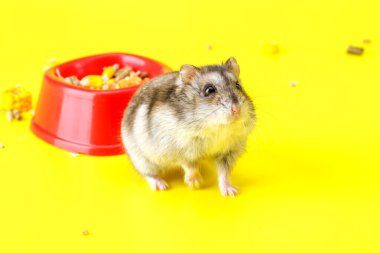 Cüce gri hamster sarı arka planda izole edilmiş. Sevimli bebek hamster, önüne bakıyor. Hamster yemek yiyor.
