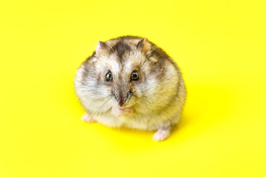 Cüce gri hamster sarı arka planda izole edilmiş. Sevimli bebek hamster, önüne bakıyor. Hamster yemek yiyor.