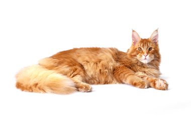 Çok güzel, genç, kırmızı bir Maine Rakunu. En büyük kedi. Büyük kırmızı kedi.