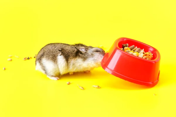 Hamster Cinza Anão Isolado Fundo Amarelo Bonito Hamster Bebê Frente — Fotografia de Stock