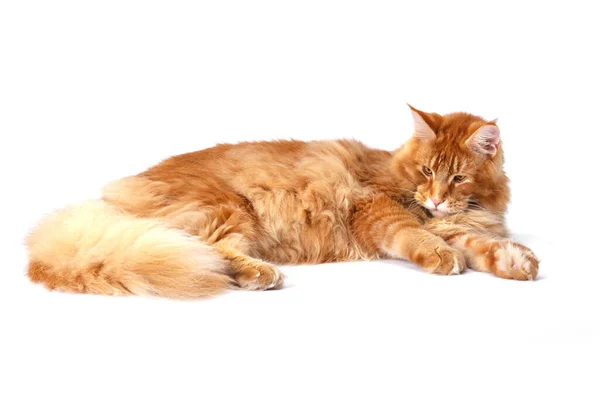 Molto Bello Giovane Rosso Maine Coon Cat Più Grande Cat — Foto Stock