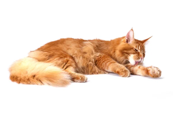 Molto Bello Giovane Rosso Maine Coon Cat Più Grande Cat — Foto Stock