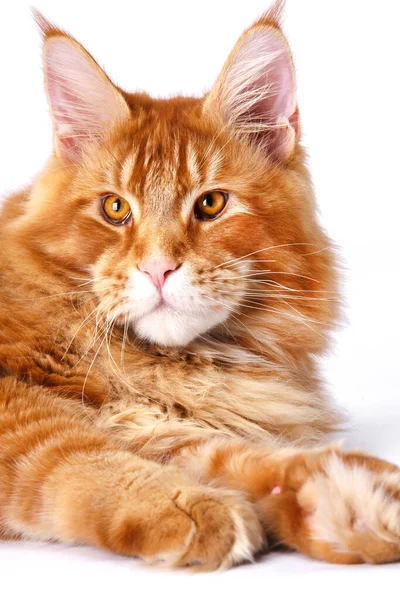 Velmi Krásná Mladá Červená Maine Mýval Cat Big Červená Kočka — Stock fotografie