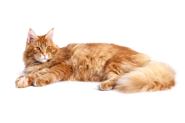 Molto Bello Giovane Rosso Maine Coon Cat Più Grande Cat — Foto Stock