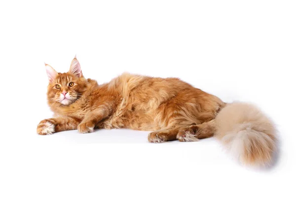 Molto Bello Giovane Rosso Maine Coon Cat Più Grande Cat — Foto Stock