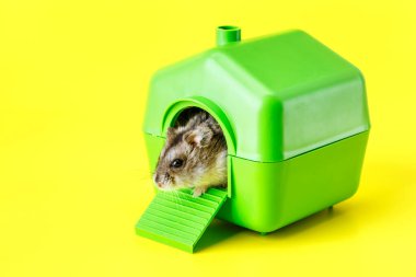 Cüce gri hamster sarı arka planda izole edilmiş. Küçük ev. Sevimli bebek hamster, önde duruyor. Hamster yemek yiyor.