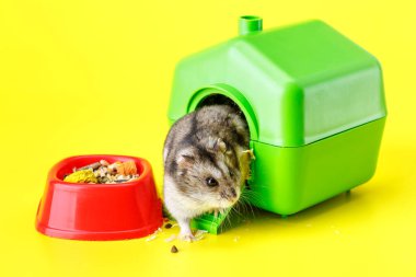 Cüce gri hamster sarı arka planda izole edilmiş. Küçük ev. Sevimli bebek hamster, önde duruyor. Hamster yemek yiyor.