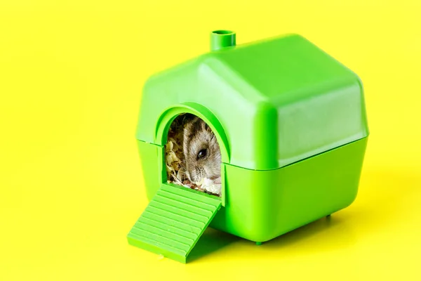 Hamster Cinza Anão Isolado Fundo Amarelo Pequena Casa Bonito Hamster — Fotografia de Stock