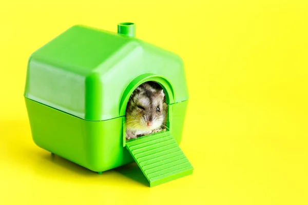 Hamster Cinza Anão Isolado Fundo Amarelo Pequena Casa Bonito Hamster — Fotografia de Stock