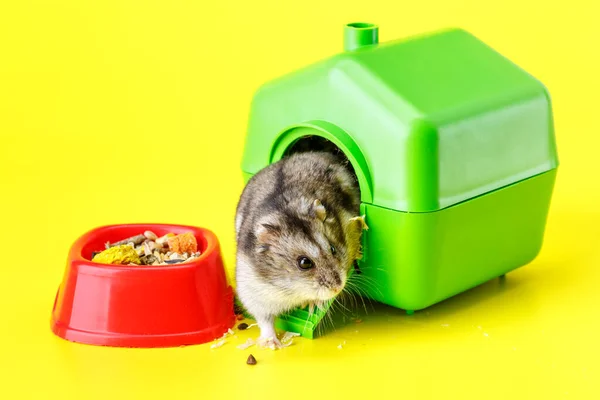 Dvärggrå Hamster Isolerad Gul Bakgrund Litet Hus Söt Babyhamster Stående — Stockfoto
