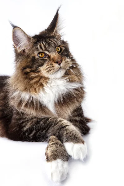 Très Beau Jeune Chat Maine Coon Grand Chat Grand Chat — Photo