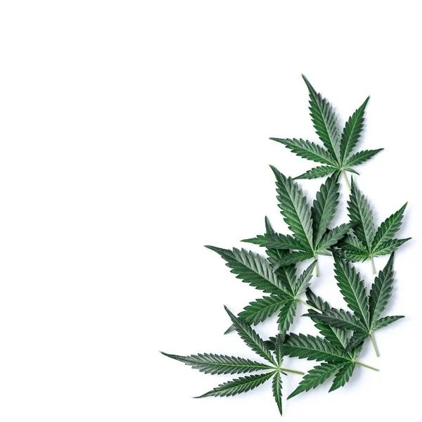 Cannabis Ett Dödläge Mellan Drog Och Medicin Grön Bakgrund Blad — Stockfoto