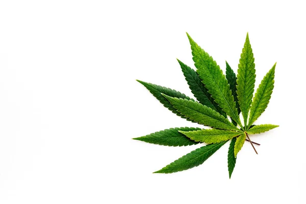 大麻是药物和药物之间的僵持 叶绿色的背景 特写的年轻大麻 带有Cbd Green Cannabis Leaves Isolated White Background — 图库照片