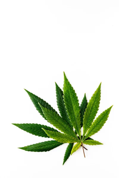 大麻是药物和药物之间的僵持 叶绿色的背景 特写的年轻大麻 带有Cbd Green Cannabis Leaves Isolated White Background — 图库照片