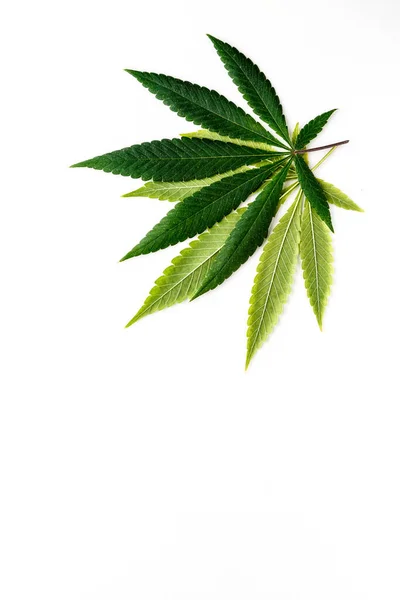 Cannabis Punto Muerto Entre Una Droga Una Medicina Fondo Verde — Foto de Stock