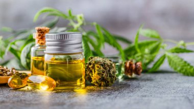 Yeşil yapraklı marihuana yağı. Tıbbi marihuana çiçeği tomurcukları. Kenevir tomurcukları - Tıbbi marihuana kavramı