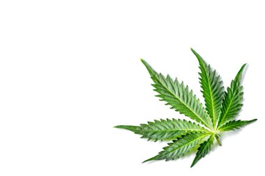 Tıbbi marihuana çiçeği tomurcukları. Kenevir tomurcukları - Tıbbi marihuana kavramı. Kenevir cbd ürünleri.