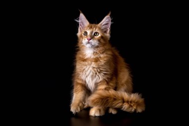 Saf kırmızı Maine Rakunu kedi yavrusu. En büyük kedi. Siyah bir arka planda izole edilmiş.