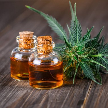 Yeşil yapraklı marihuana yağı. Tıbbi marihuana çiçeği tomurcukları. Kenevir tomurcukları - Tıbbi marihuana kavramı