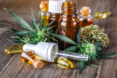 Yeşil yapraklı marihuana yağı. Tıbbi marihuana çiçeği tomurcukları. Kenevir tomurcukları - Tıbbi marihuana kavramı