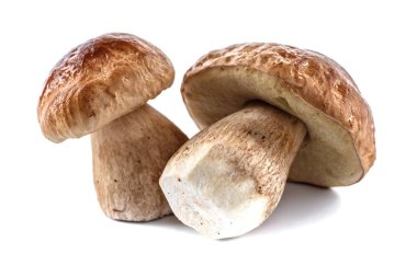 Beyaz arka planda izole edilmiş boletus mantarı grubu. Boletus mantarı, Porcini mantarı, orman, yenilebilir mantar.