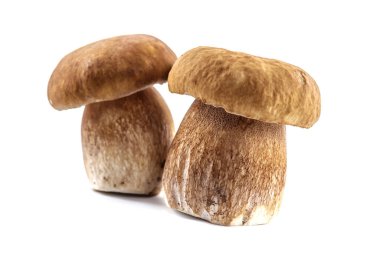 Beyaz arka planda izole edilmiş boletus mantarı grubu. Boletus mantarı, Porcini mantarı, orman, yenilebilir mantar.