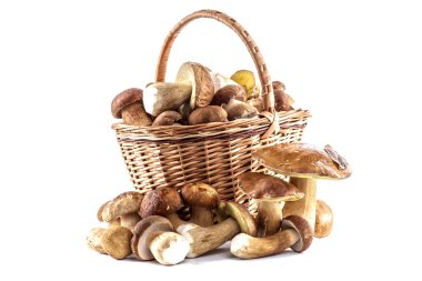 Beyaz arka planda izole edilmiş boletus mantarı grubu. Boletus mantarı, Porcini mantarı, orman, yenilebilir mantar.
