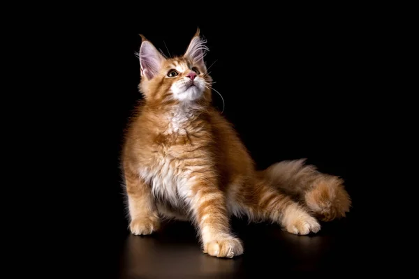 Adorabile Colpo Solido Rosso Maine Coon Gatto Gattino Seduto Alto — Foto Stock