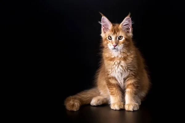 Adorabile Colpo Solido Rosso Maine Coon Gatto Gattino Seduto Alto — Foto Stock
