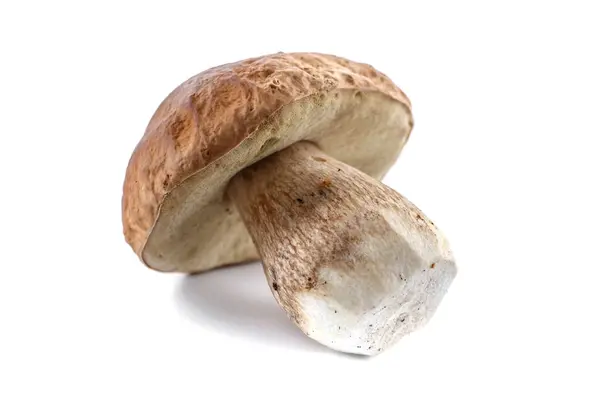 Group Boletus Mushroom Isolated White Background Boletus Mushrooms Porcini Mushroom — Stock Photo, Image