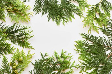 Noel veya Yeni Yıl kompozisyonu. Beyaz arkaplanda yeşil kozalaklı dallardan yapılmış bir çerçeve. Düz konum, üst görünüm, kopyalama alanı.
