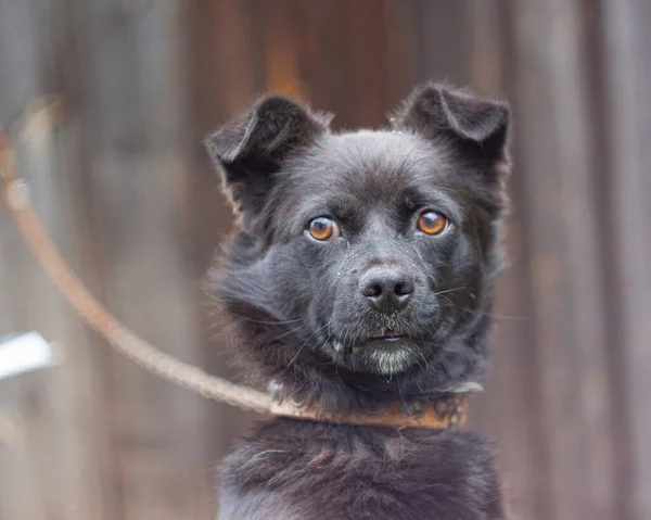 Sahiplerini koruyan küçük bir köpek..