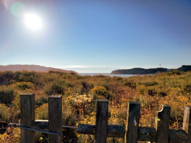 Portekiz Körfezi kum tepelerinin fotoğrafı, bitki örtüsü ve güneş ışığı, ahşap çit detayları.