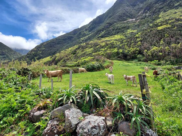 Photo of a green ranch with cows in a rural area near a mountain in a portuguese island