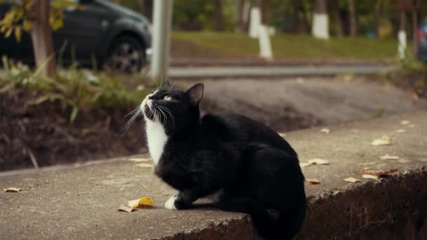 Un gato blanco y negro a la caza — Vídeo de stock