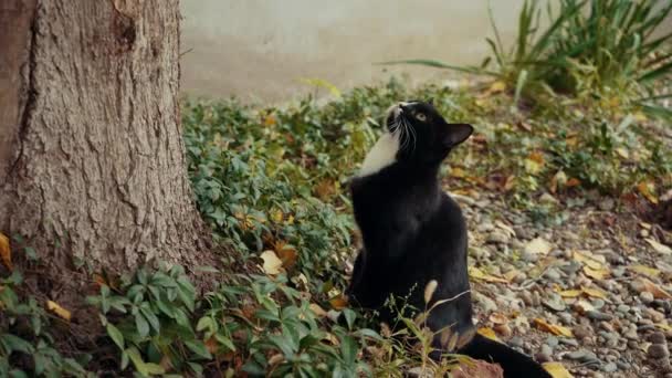 Seekor kucing hitam dan putih pada berburu — Stok Video