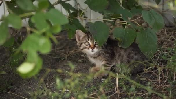 Un gatito callejero en la calle — Vídeo de stock